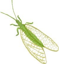 InsecteB InsecteB